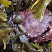 Review photo of Seawall Campground — Acadia National Park by Danielle V., August 1, 2016