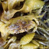 Review photo of Seawall Campground — Acadia National Park by Danielle V., August 1, 2016