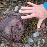 Review photo of Seawall Campground — Acadia National Park by Danielle V., August 1, 2016