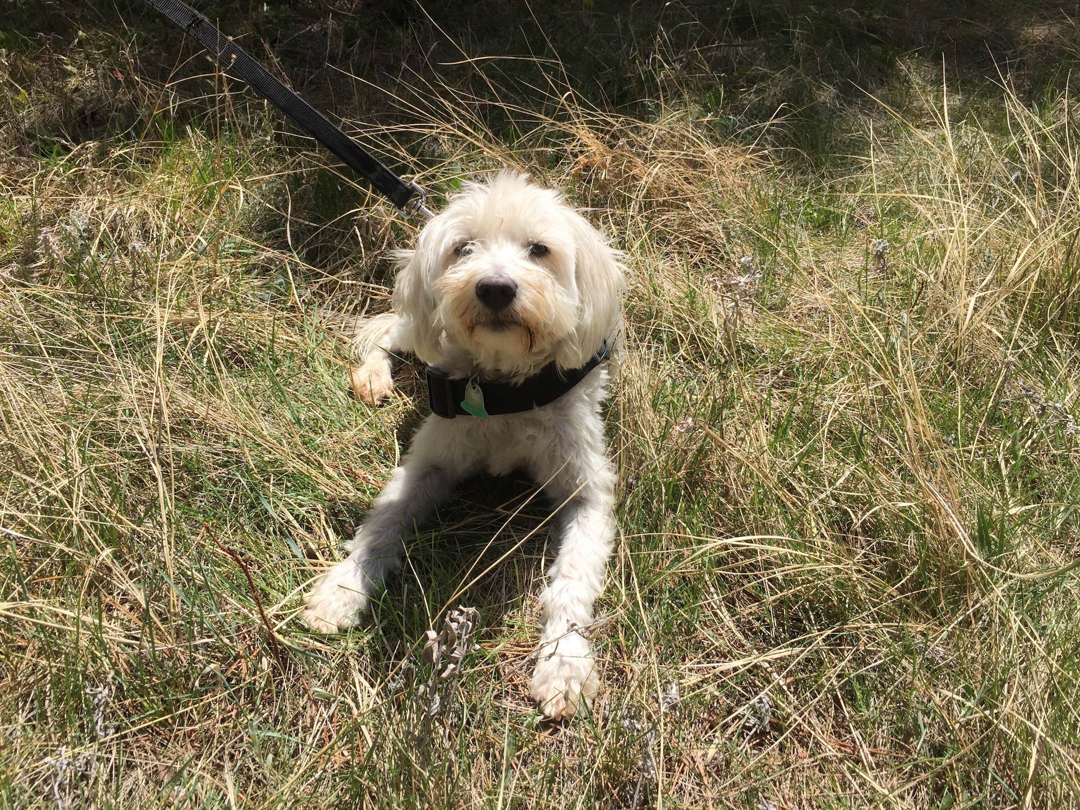 Isabella H.'s photo of camping with pets at Kentucky River Campground near Mount Eden, KY