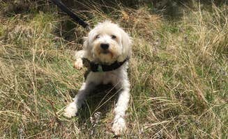 Isabella H.'s photo of camping with pets at Kentucky River Campground near Lexington, KY