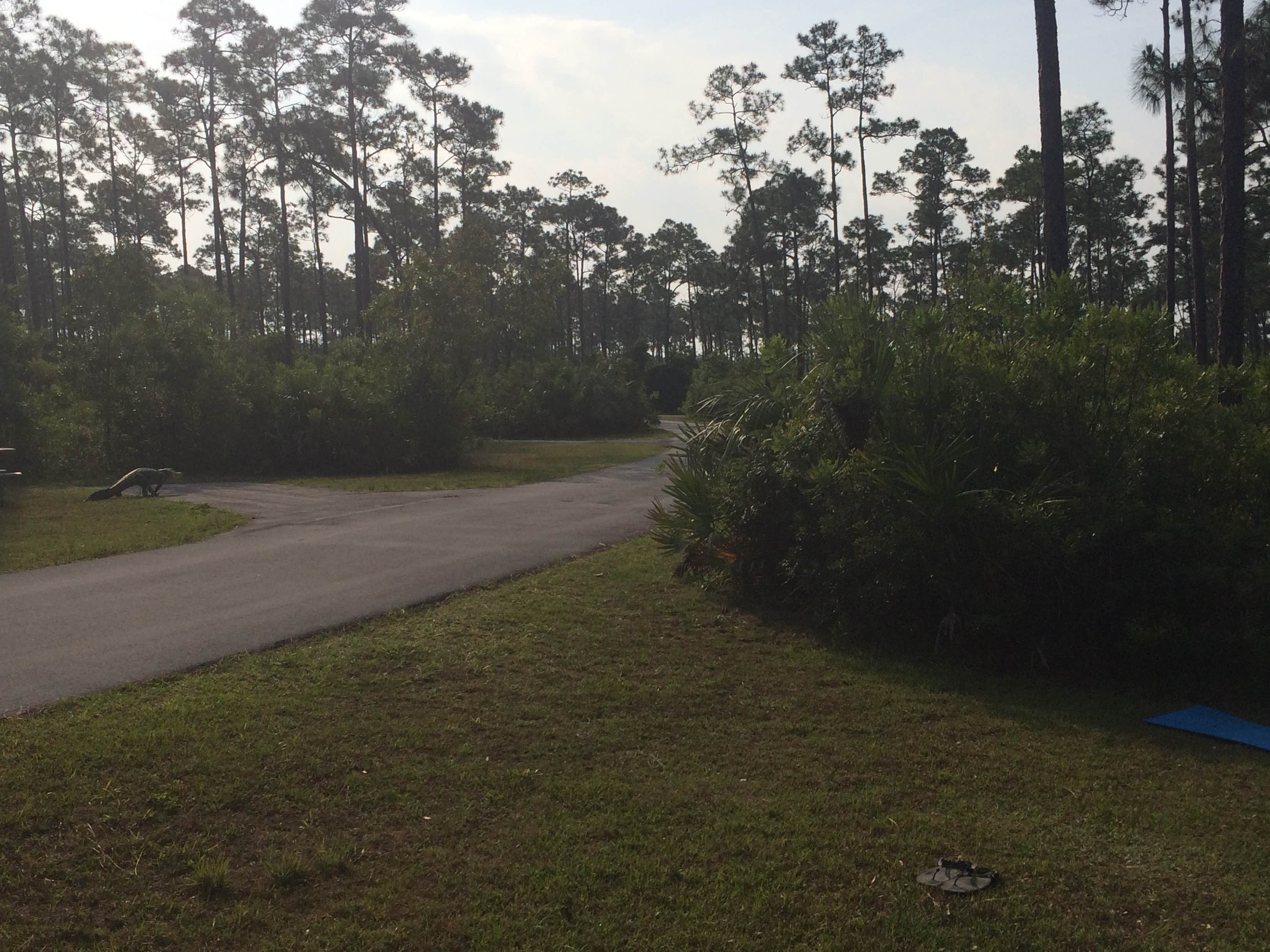 Camper submitted image from Long Pine Key Campground — Everglades National Park - 4