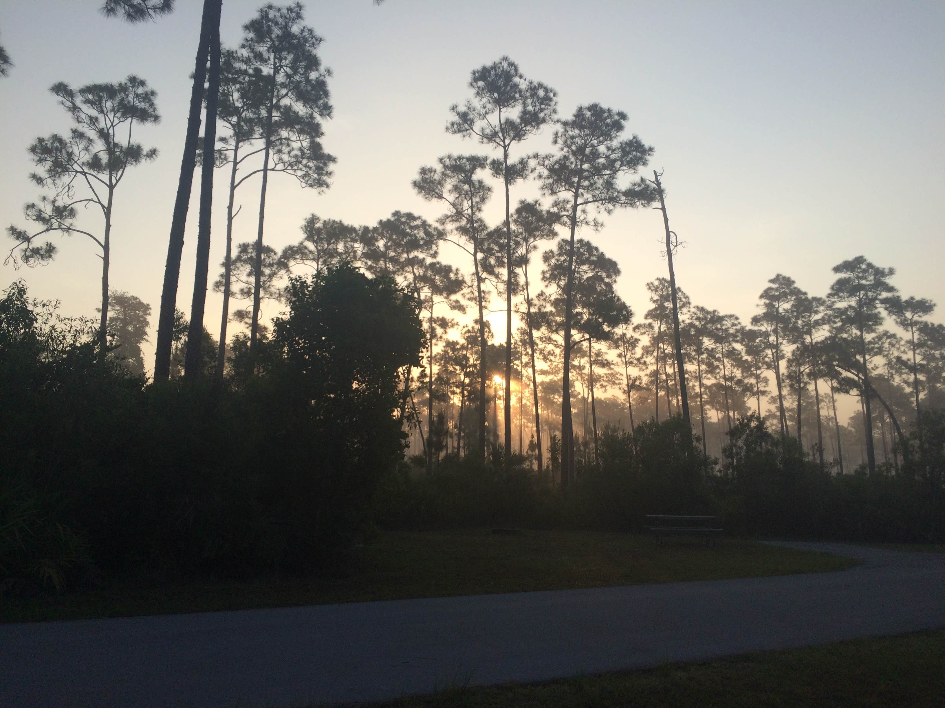 Camper submitted image from Long Pine Key Campground — Everglades National Park - 2