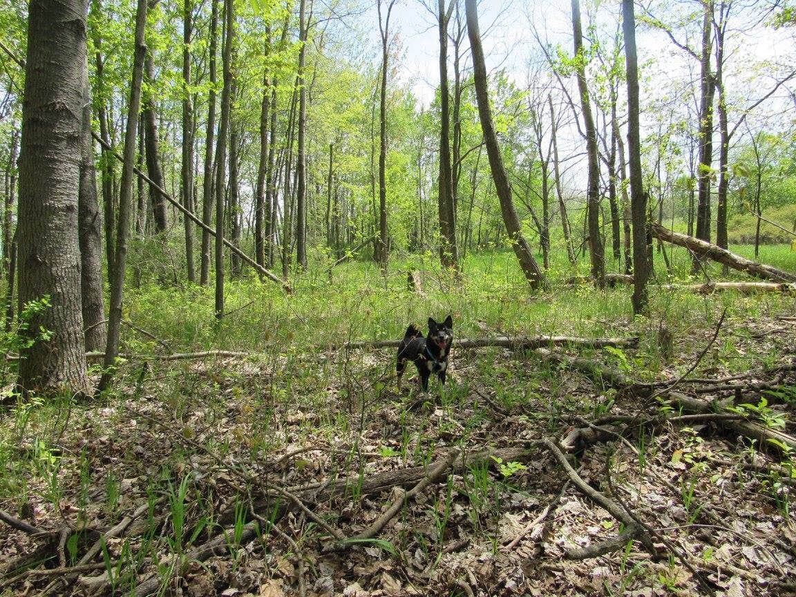 Camper-submitted photo at Sleepy Hollow State Park Campground near Charlotte, MI