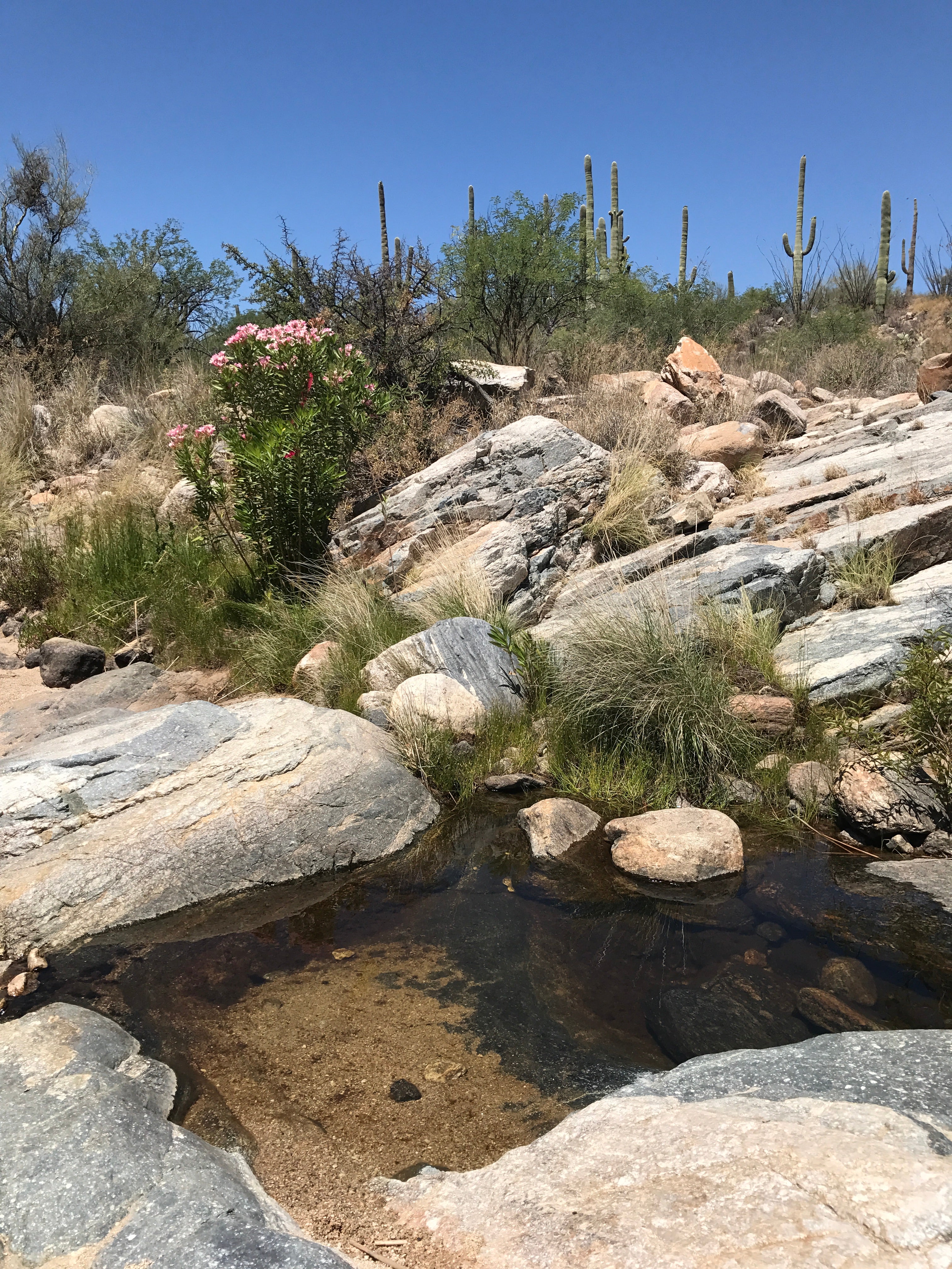 In the lower area of the hike in you will find a more desert look to the landscape, a sharp contrast to the upper area which is more forest like.   Makes for an amazing dramatic hike