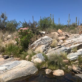 In the lower area of the hike in you will find a more desert look to the landscape, a sharp contrast to the upper area which is more forest like.   Makes for an amazing dramatic hike