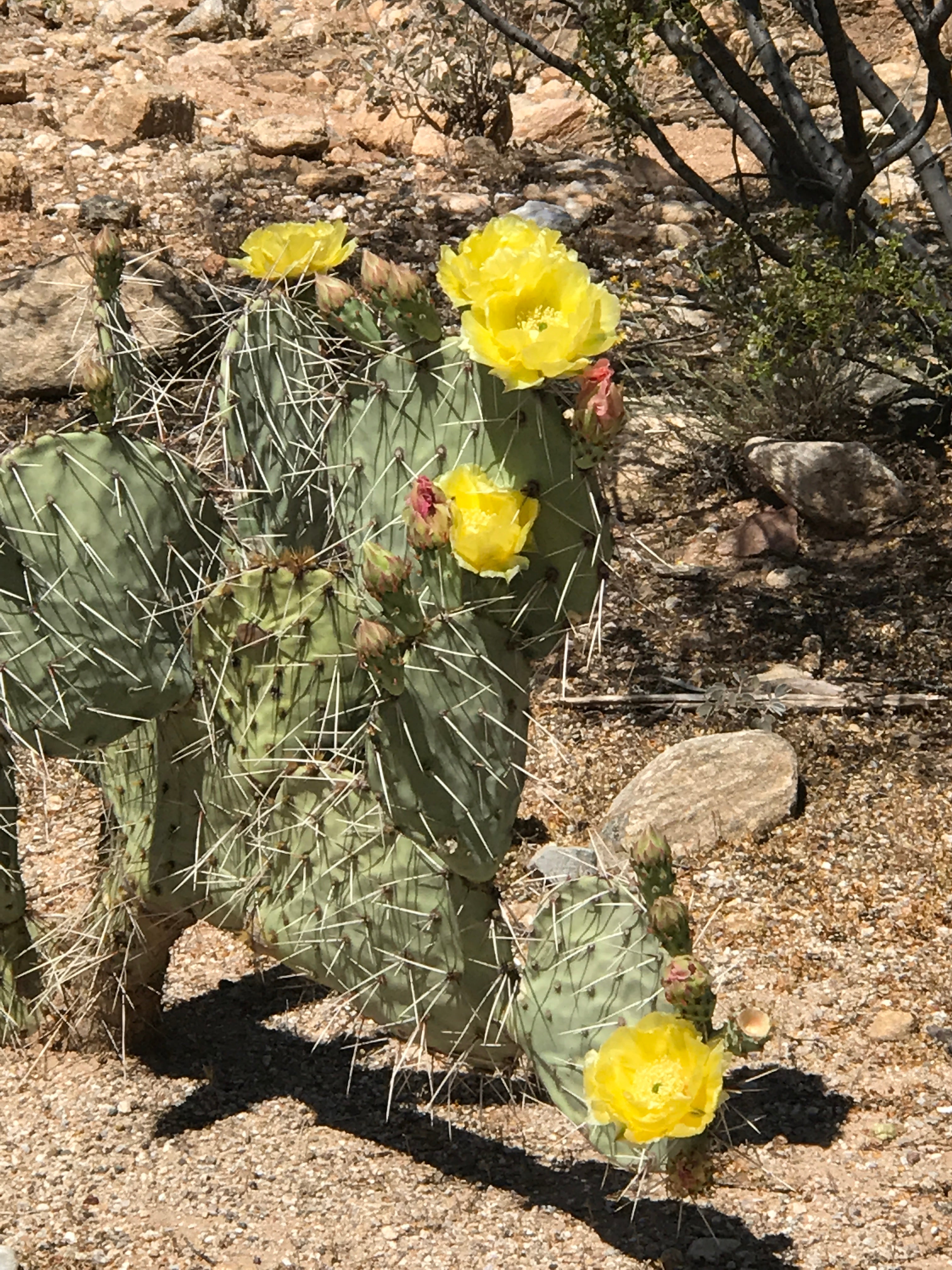 Flowering cacti are everywhere til you get to the divide of vegetations
