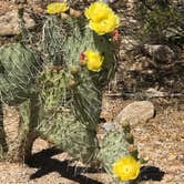 Review photo of Manning Camp — Saguaro National Park by Crystal C., August 30, 2018