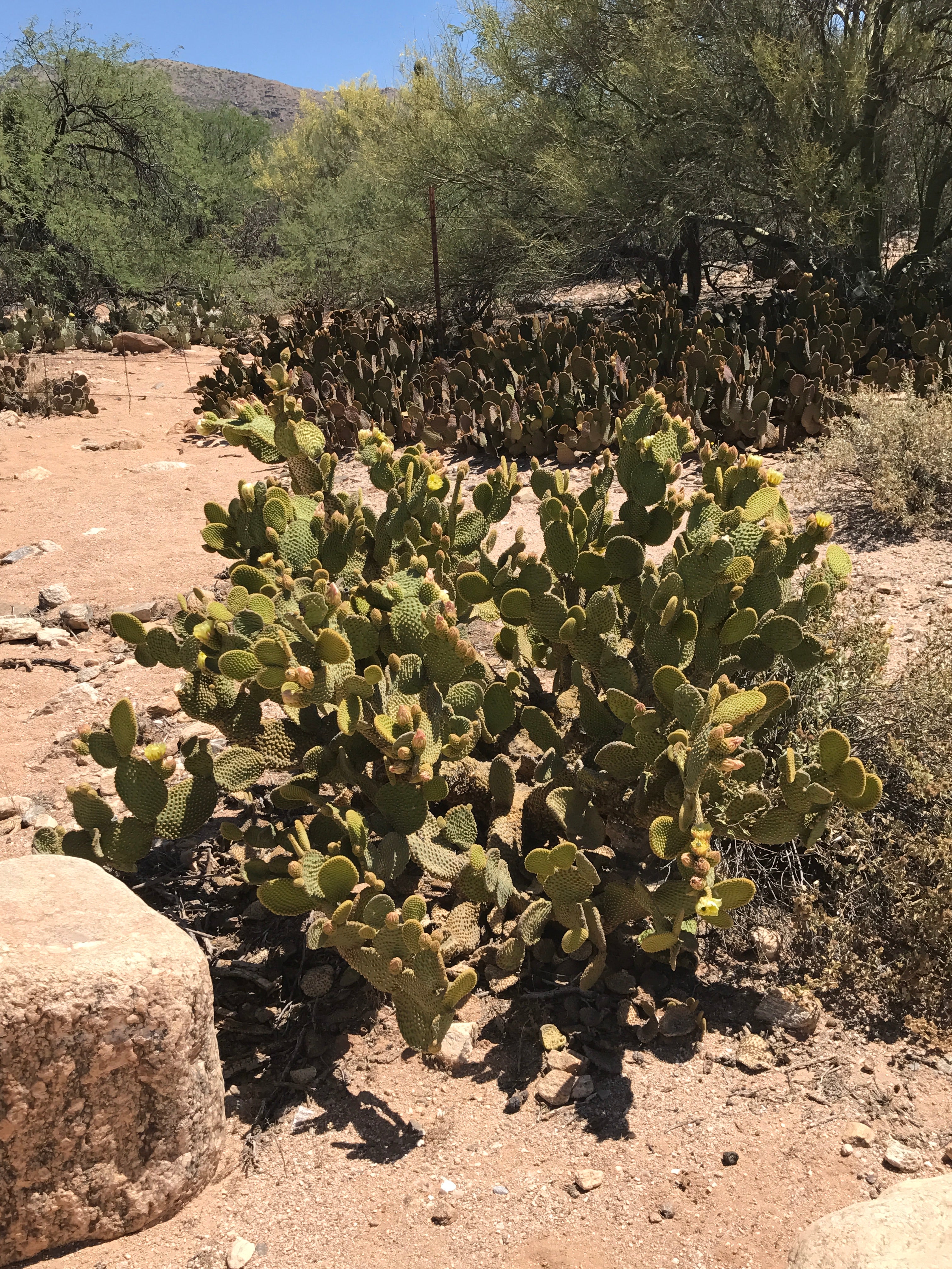 Camper submitted image from Manning Camp — Saguaro National Park - 1