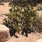 Review photo of Manning Camp — Saguaro National Park by Crystal C., August 30, 2018