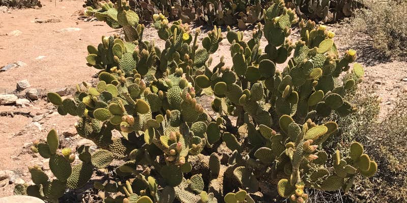 Camper submitted image from Manning Camp — Saguaro National Park