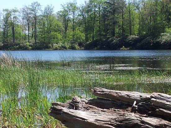 Camper-submitted photo at Deerfield Campground — Promised Land State Park near Hawley, PA