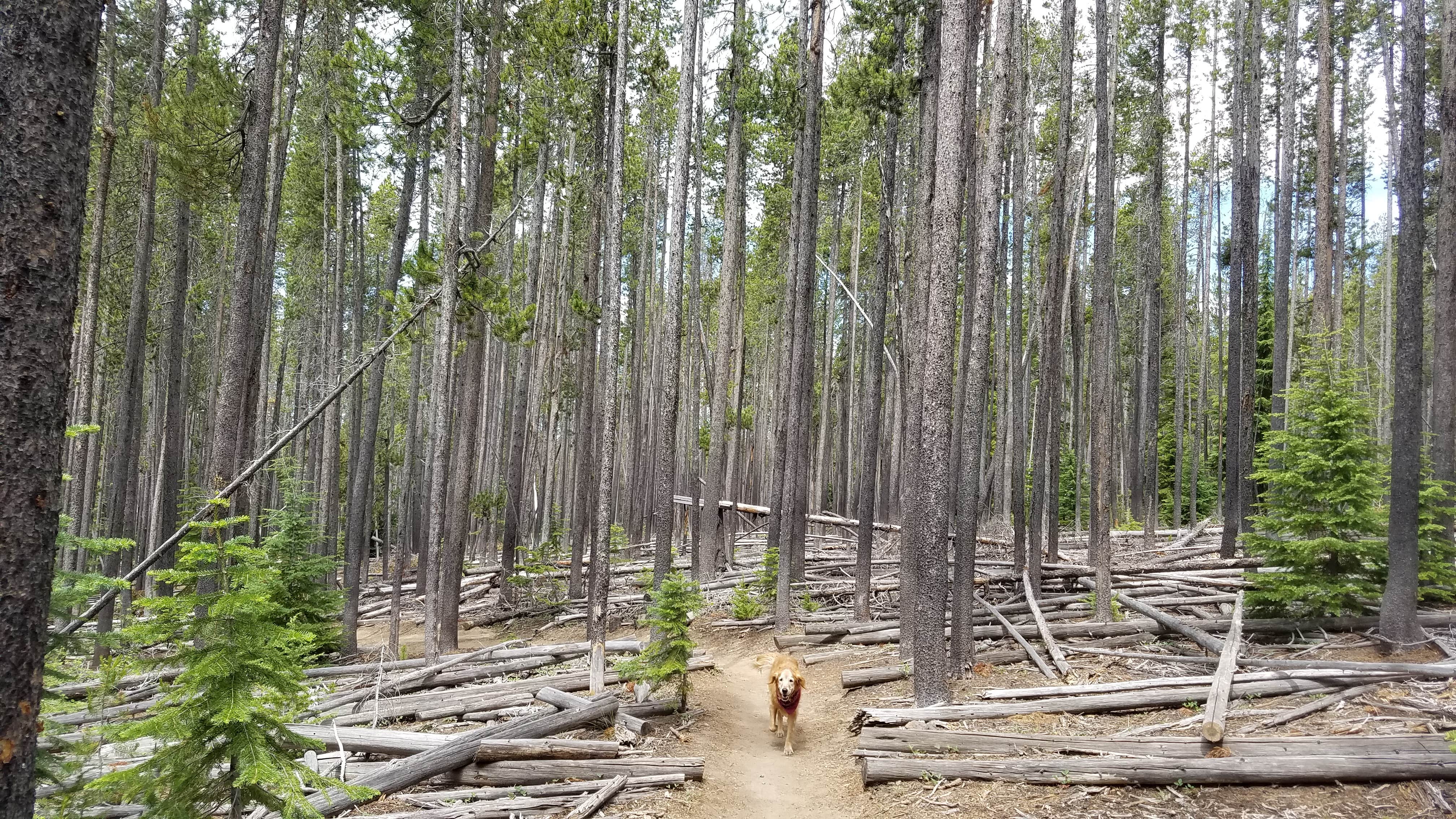 Camper submitted image from Cinder Hill Campground - 5