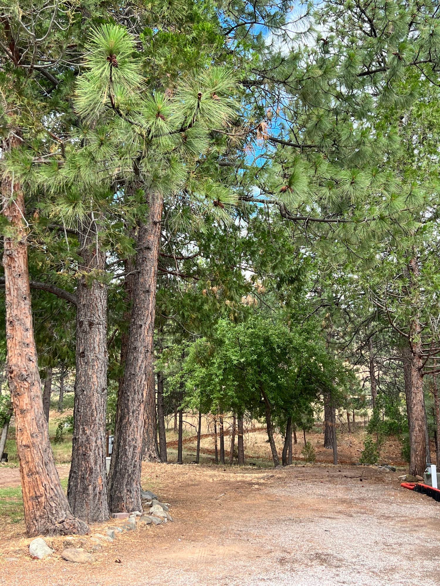 Camper-submitted photo at Trailer Lane Campground near Greenview, CA