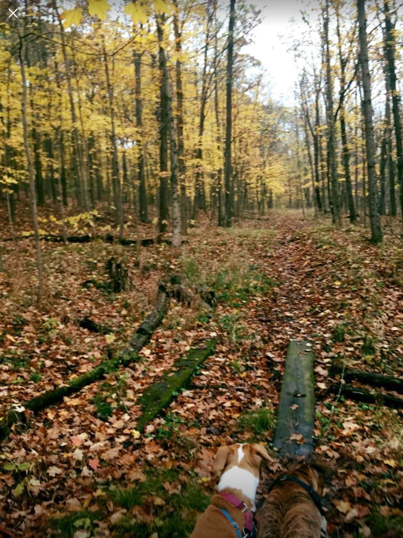 Camper submitted image from Forest Glen County Preserve - 1