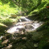 Review photo of Deer Ridge Campground — Ferne Clyffe State Park by Jennifer S., August 31, 2018