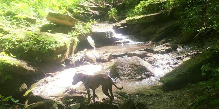 Camper submitted image from Deer Ridge Campground — Ferne Clyffe State Park