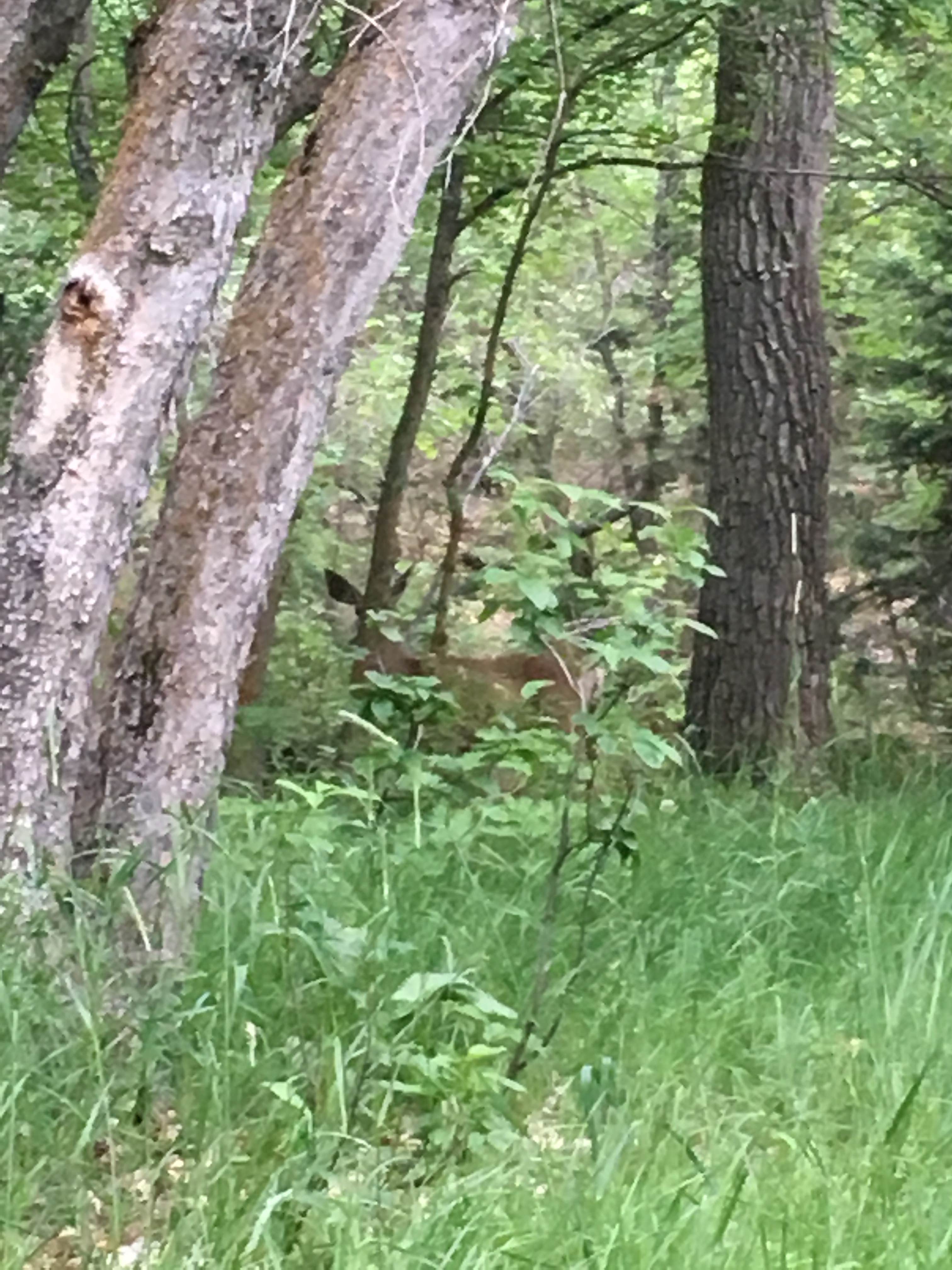 Camper-submitted photo at Bear Canyon near Nephi, UT