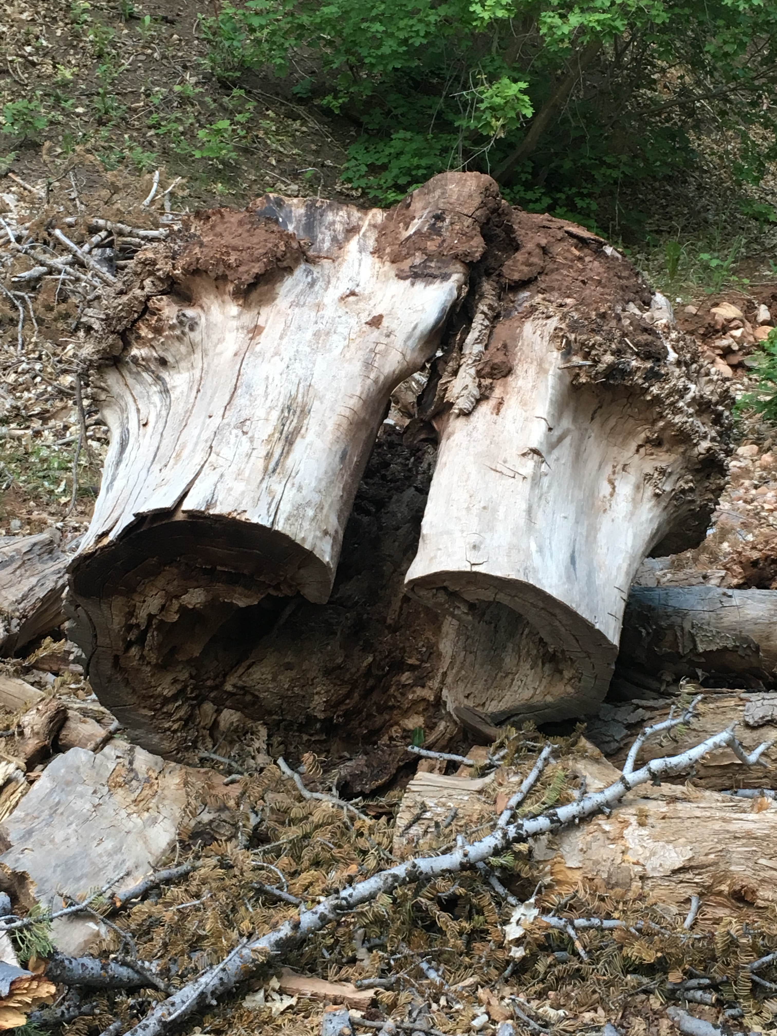 Camper-submitted photo at Bear Canyon near Nephi, UT