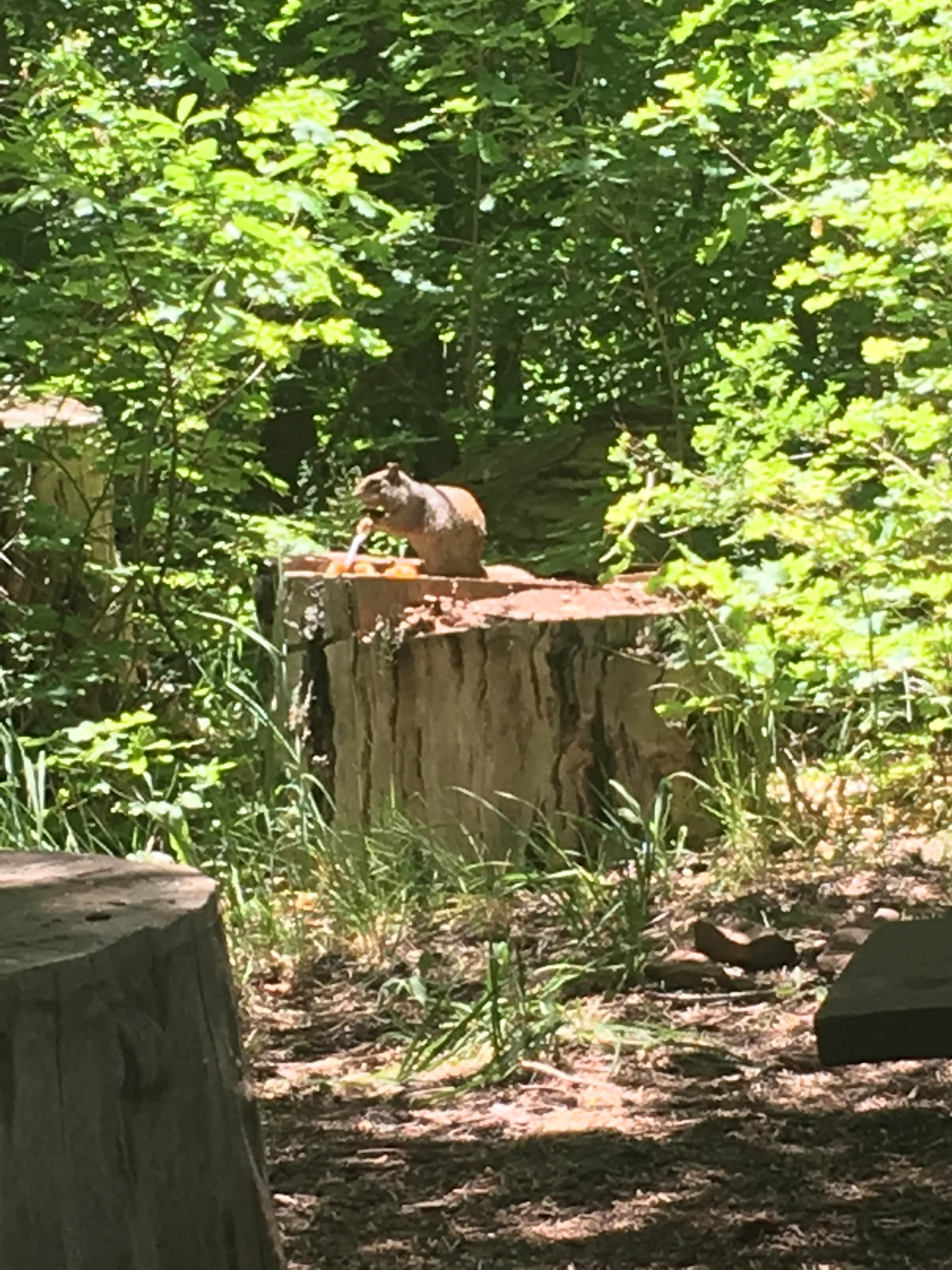 Camper-submitted photo at Bear Canyon near Nephi, UT