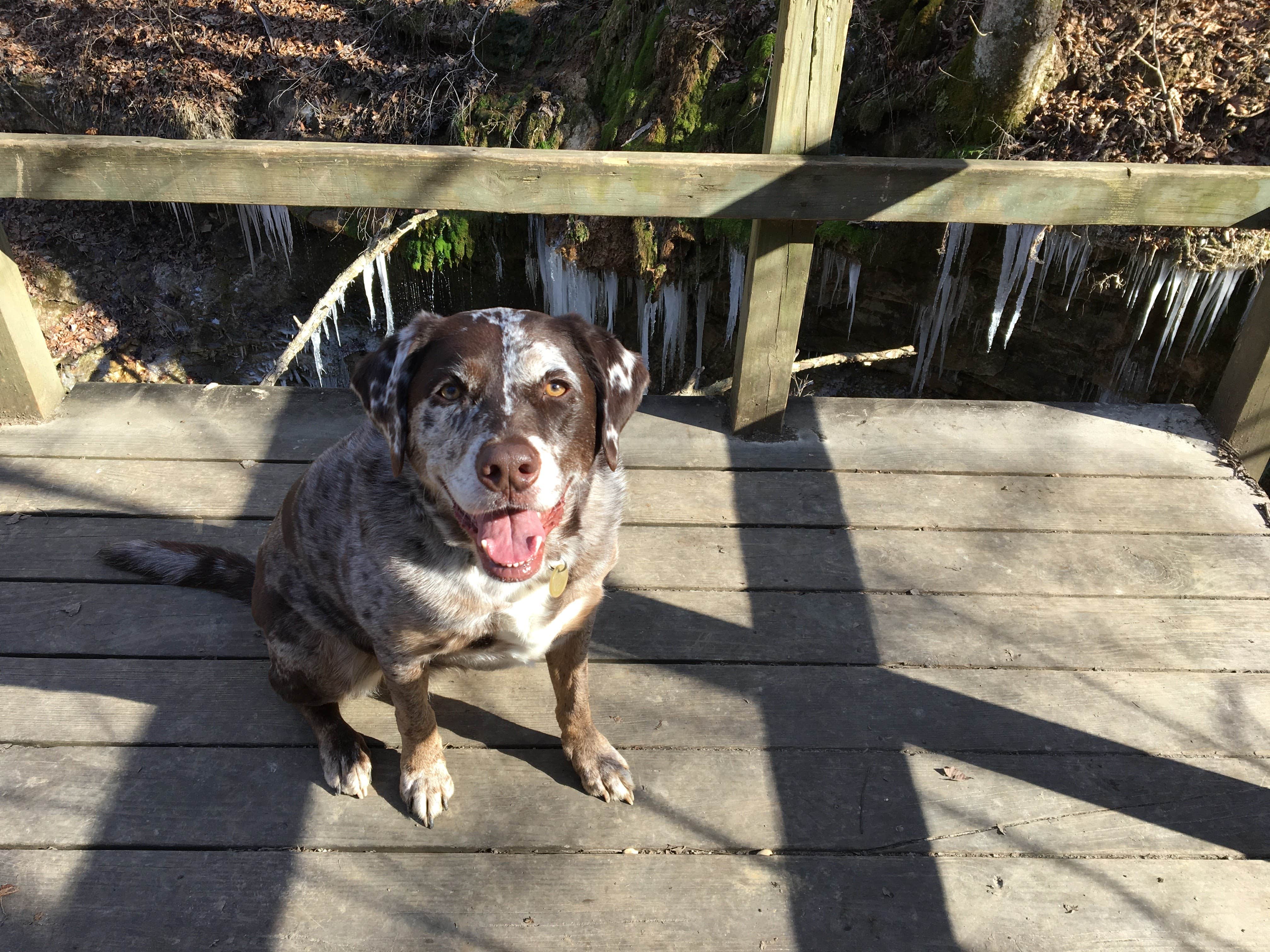 Lauren M.'s photo of camping with pets at Charlestown State Park Campground near Mount Washington, KY