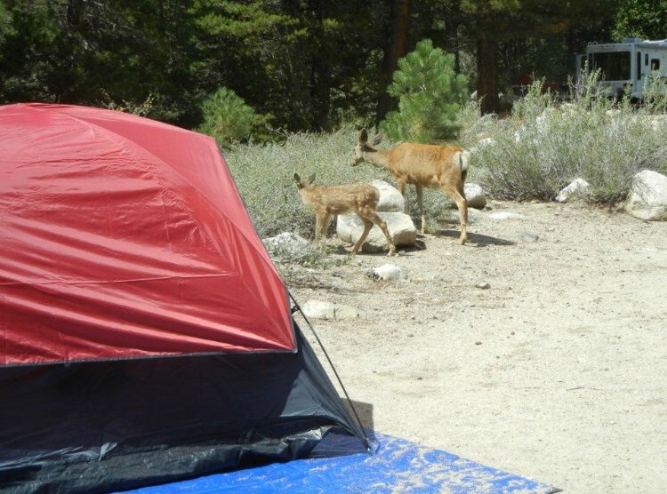 Camper submitted image from Robinson Creek South - 5
