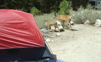 Rosie R.'s photo at Robinson Creek South near Bridgeport, CA