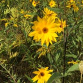 Review photo of Hoffmaster State Park Campground by Magy C., August 27, 2018