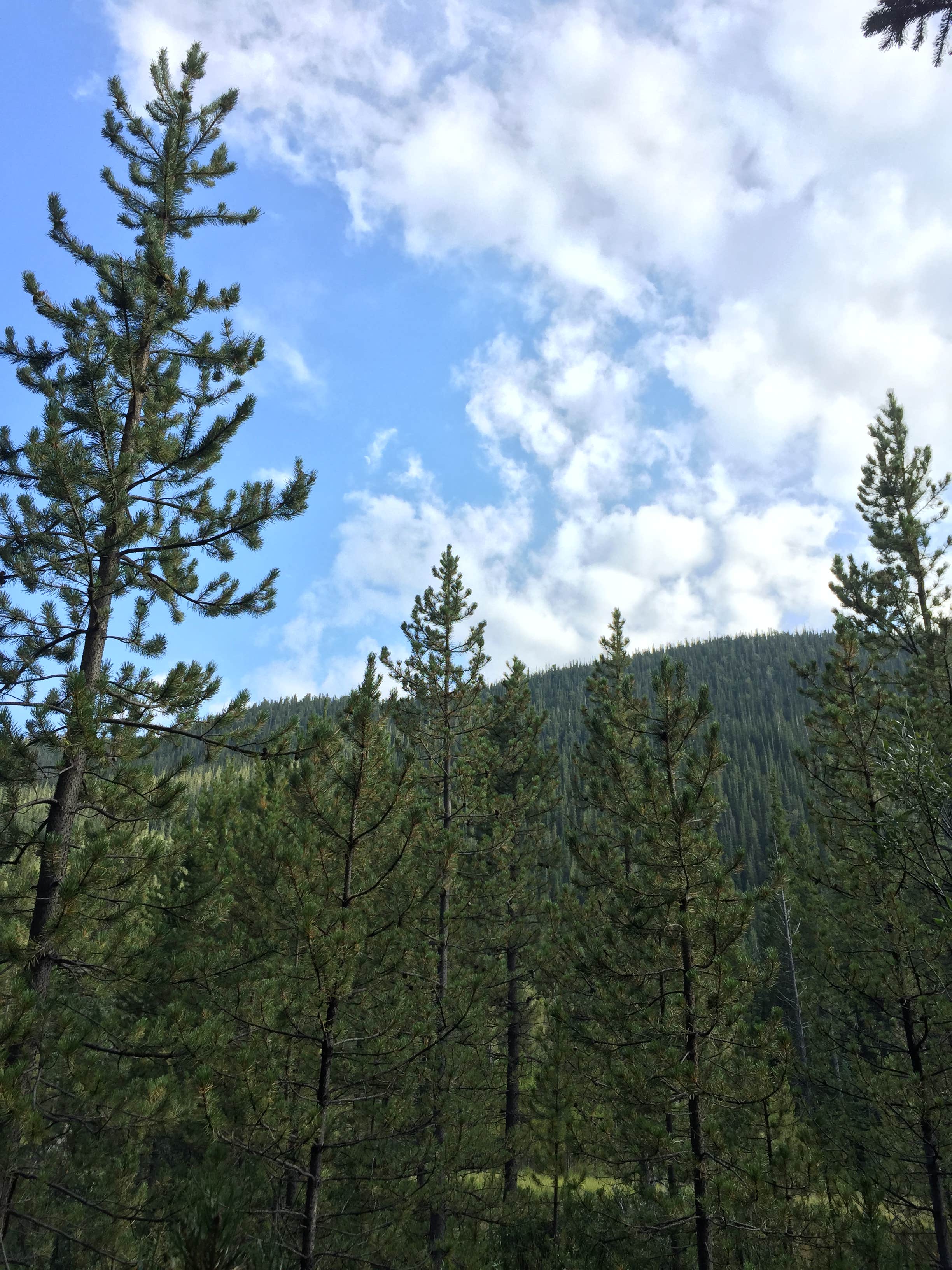 Camper-submitted photo at Handcart Campground near Jefferson, CO