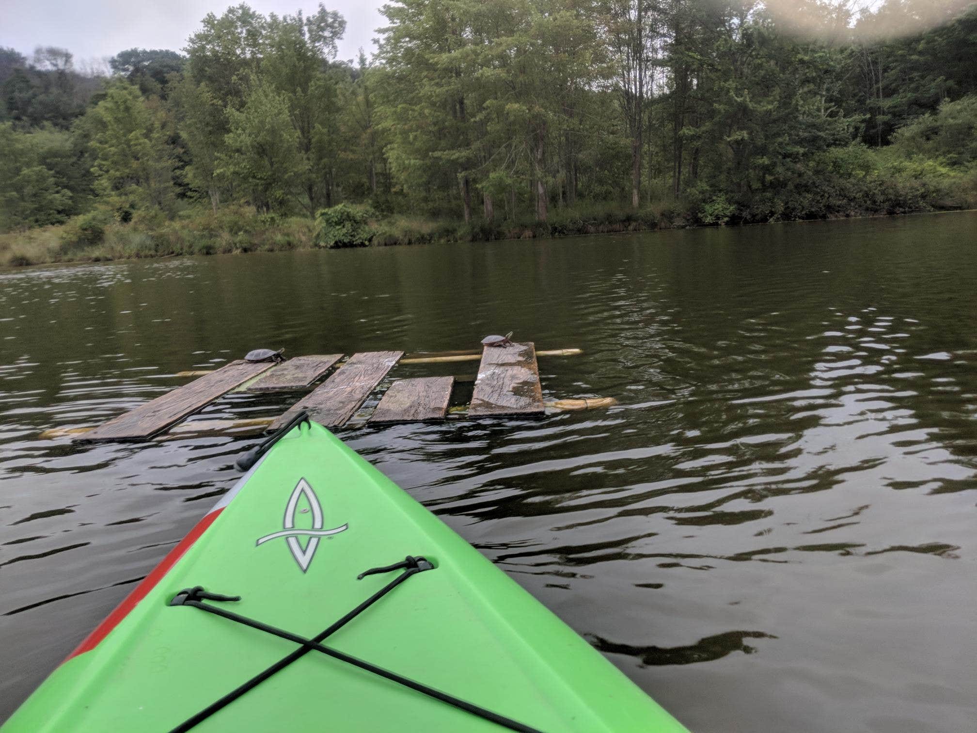 Kayaking on the lake - lots of turtles