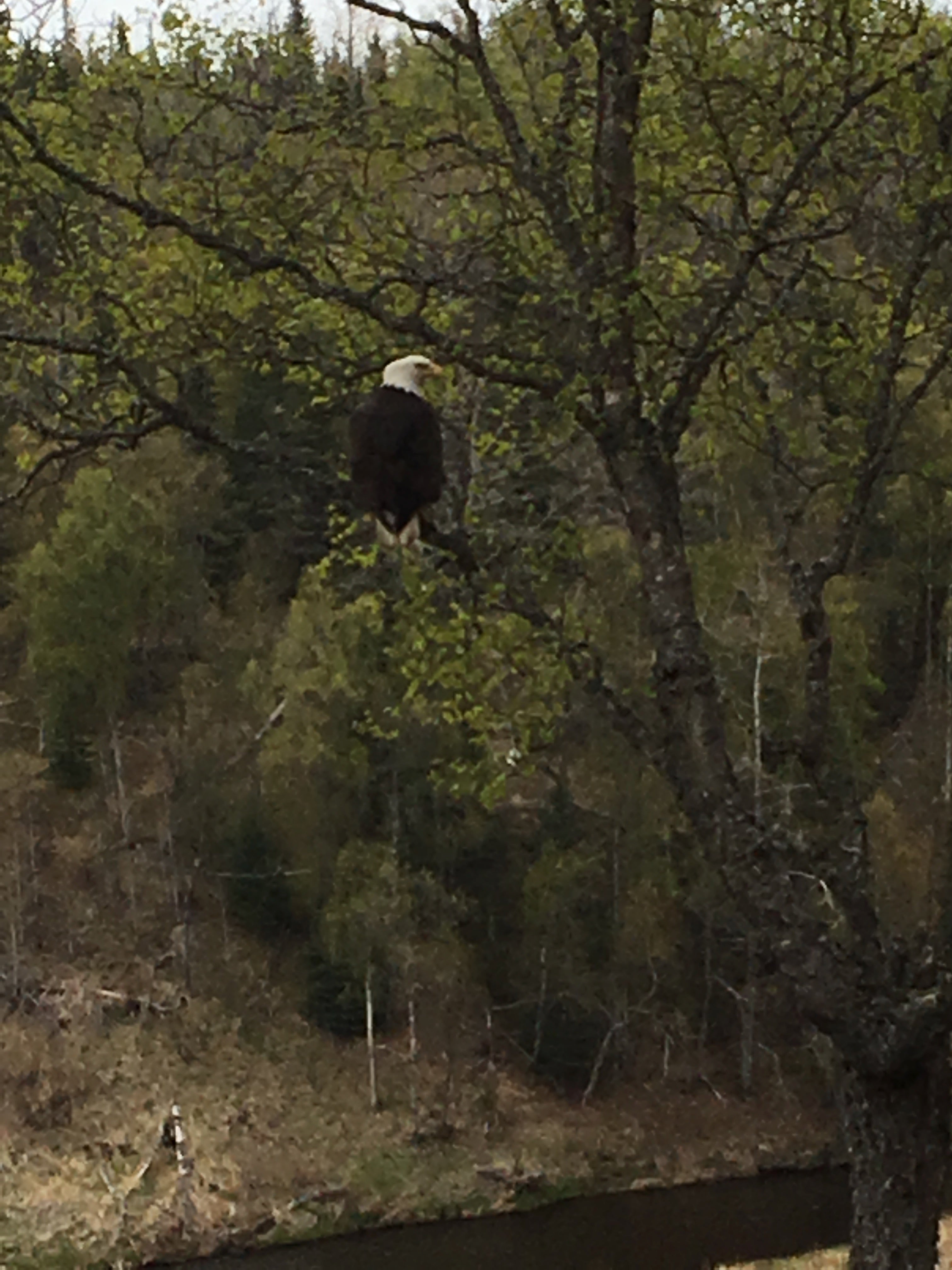 One of the many many nearby Bald Eagles.