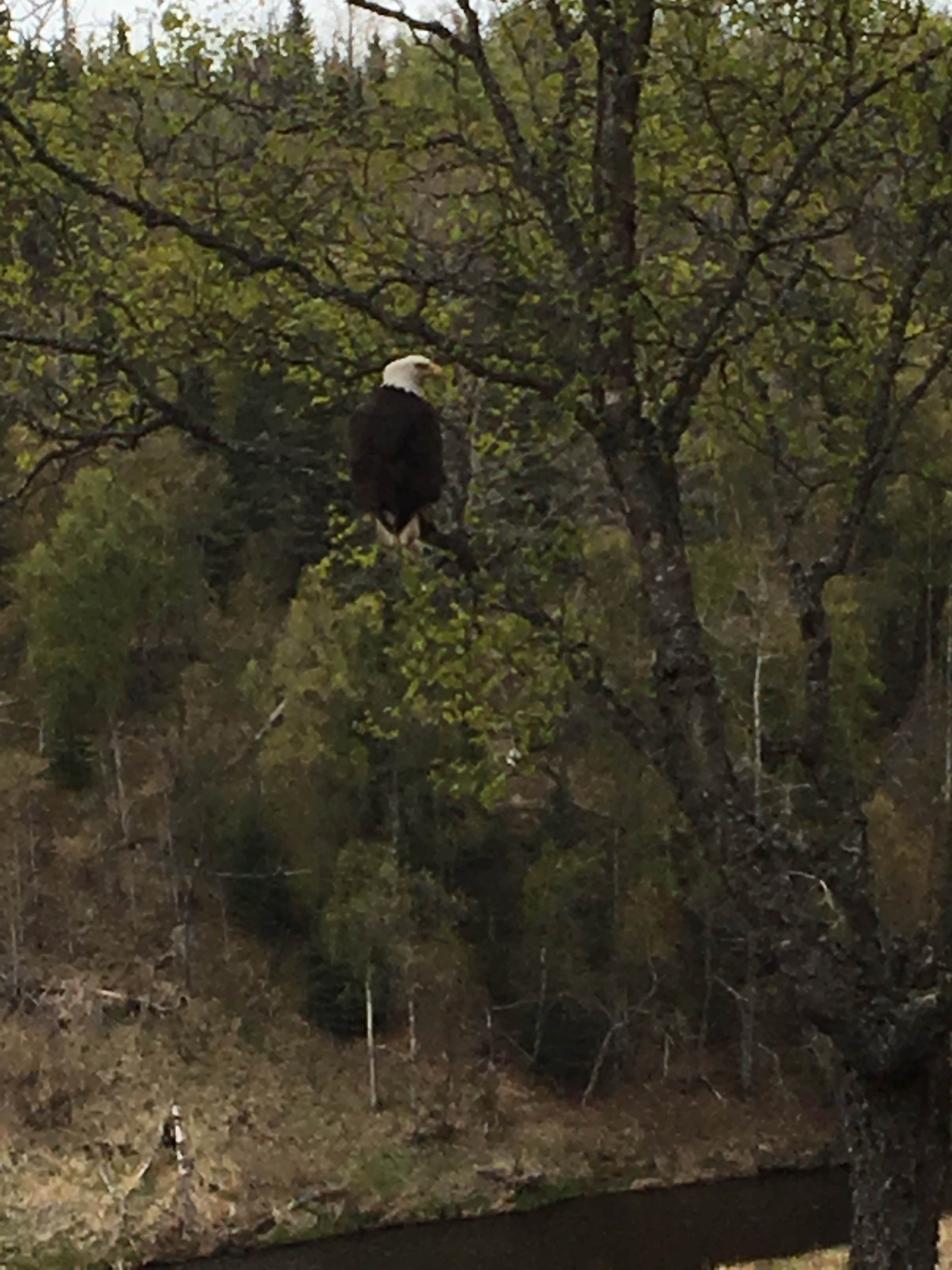 Camper submitted image from Ninilchik River Campground - 4