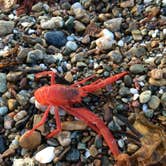 Review photo of Parsons Landing Campground by Mandy E., August 31, 2018