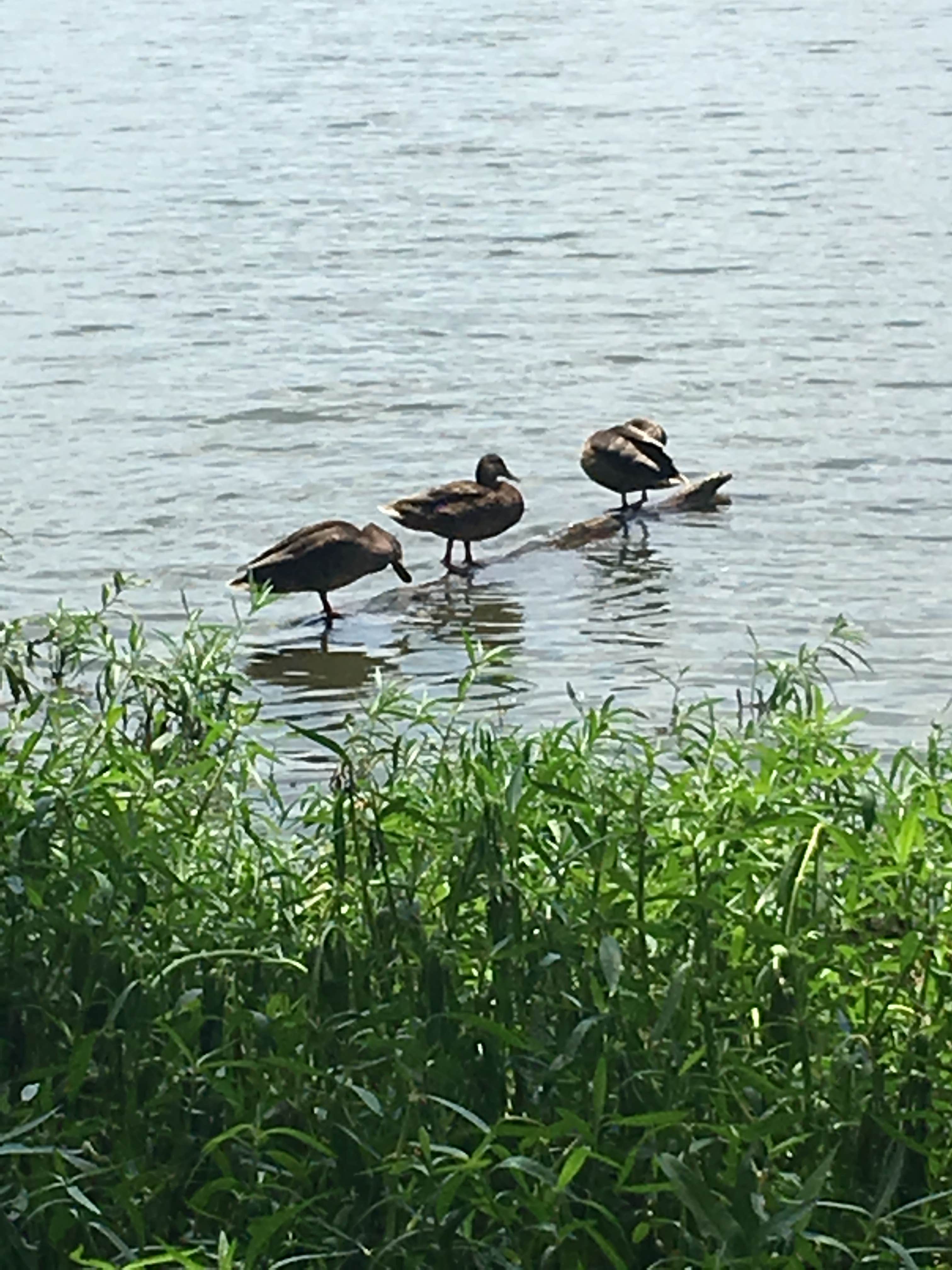 Camper submitted image from Wheeler Lake KOA at Mallard Creek - PERMANENTLY CLOSED - 5