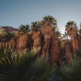 Review photo of Tamarisk Grove Campground — Anza-Borrego Desert State Park by Trip Over Life , May 28, 2018