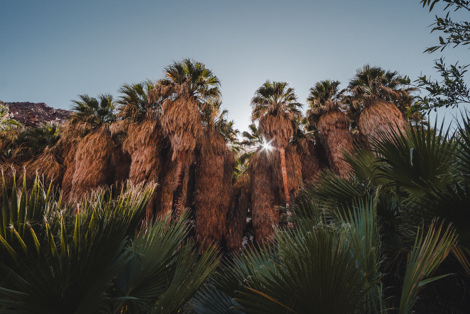 palm trees along the Borrego Palm Canyon Trail