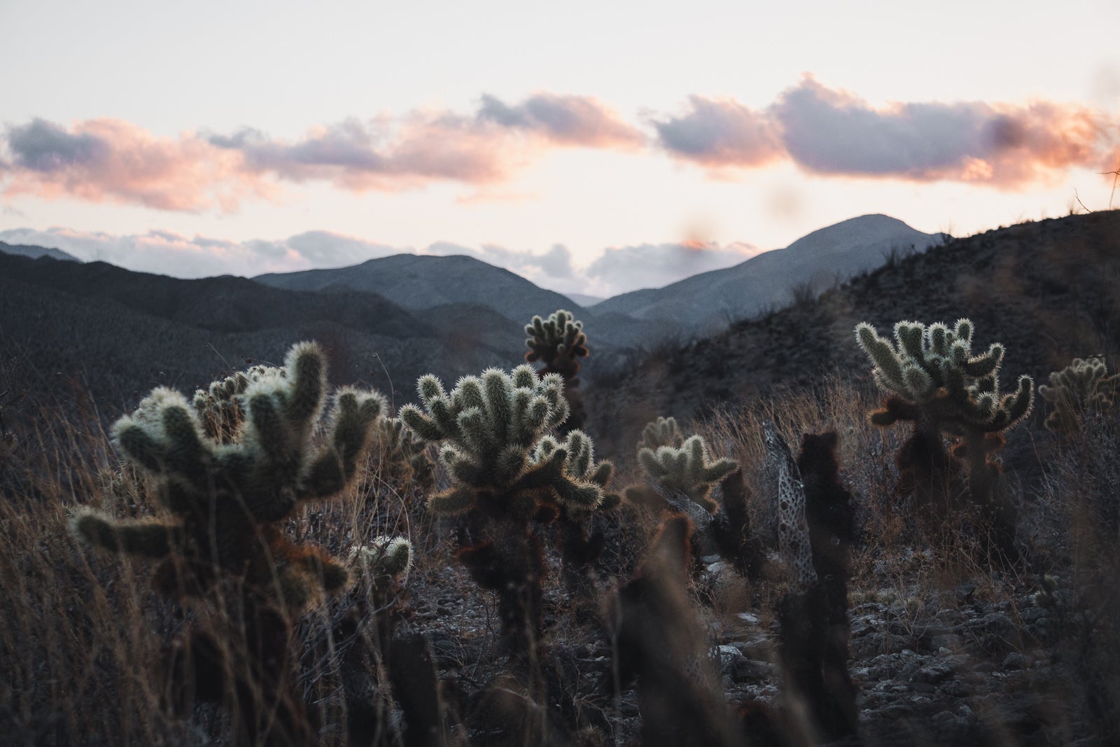 Cactus Loop trail, Anza-Borrego Desert State Park, California