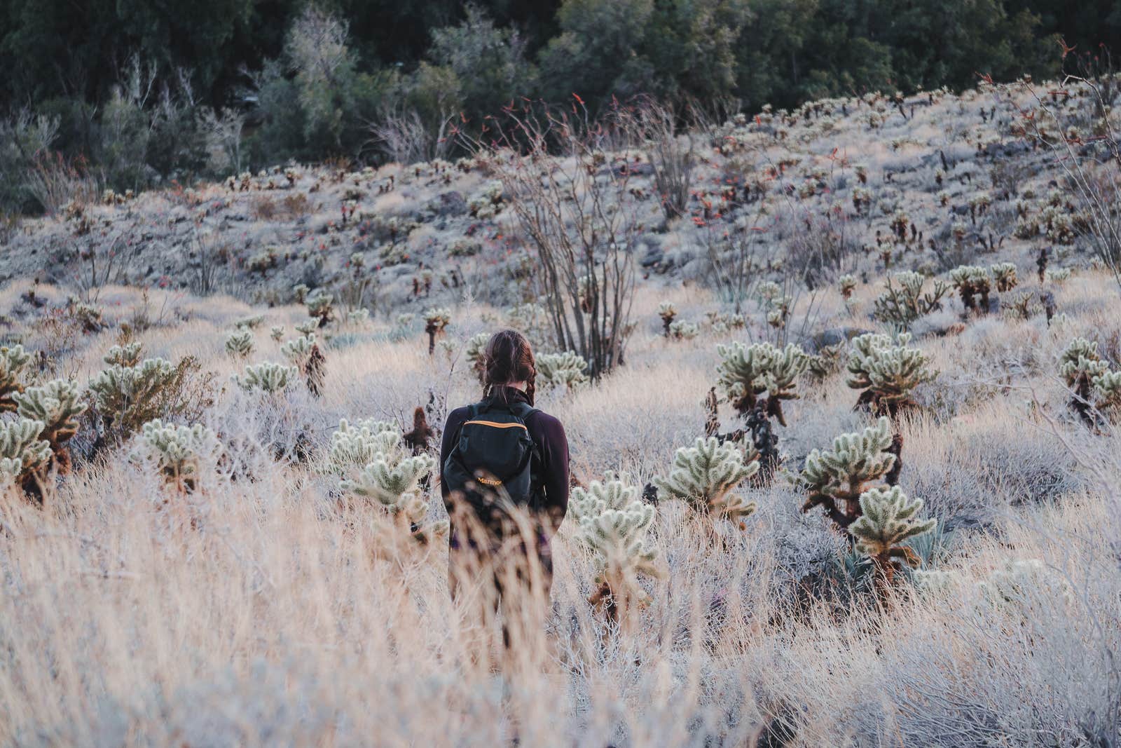 female hiker in the distance facing field of cacti, Cactus Loop Trail