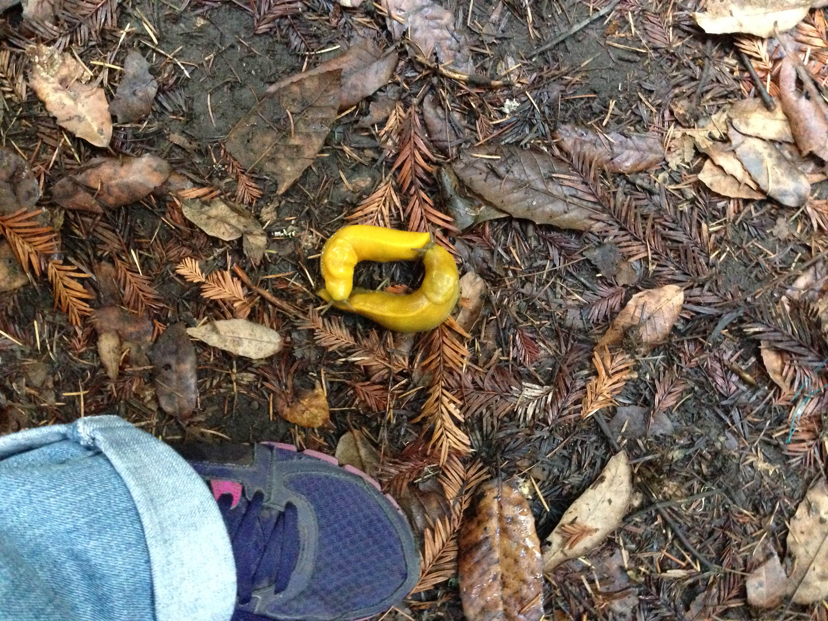 Camper-submitted photo at Ben Ries Campground — Butano State Park - CLOSED INDEFINITELY near Capitola, CA