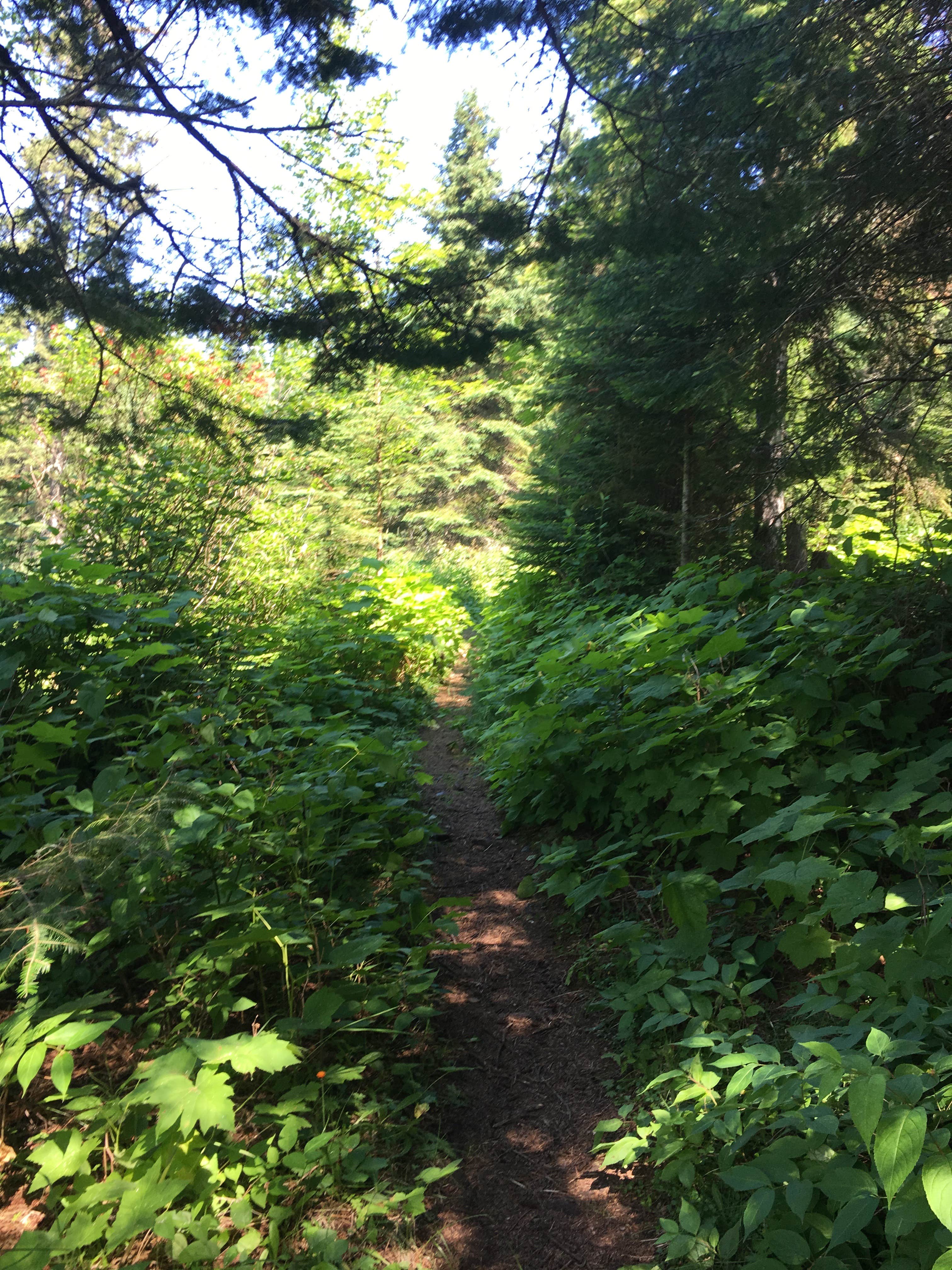 Camper submitted image from Todd Harbor Campground — Isle Royale National Park - 4