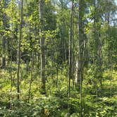 Review photo of Hatchet Lake Campground — Isle Royale National Park by Matt S., August 31, 2018