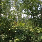 Review photo of South Lake Desor Campground — Isle Royale National Park by Matt S., August 31, 2018