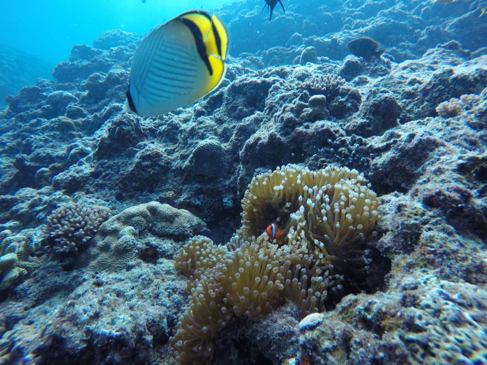 Camper-submitted photo at Hanamaulu Beach Park near Kapa‘a, HI