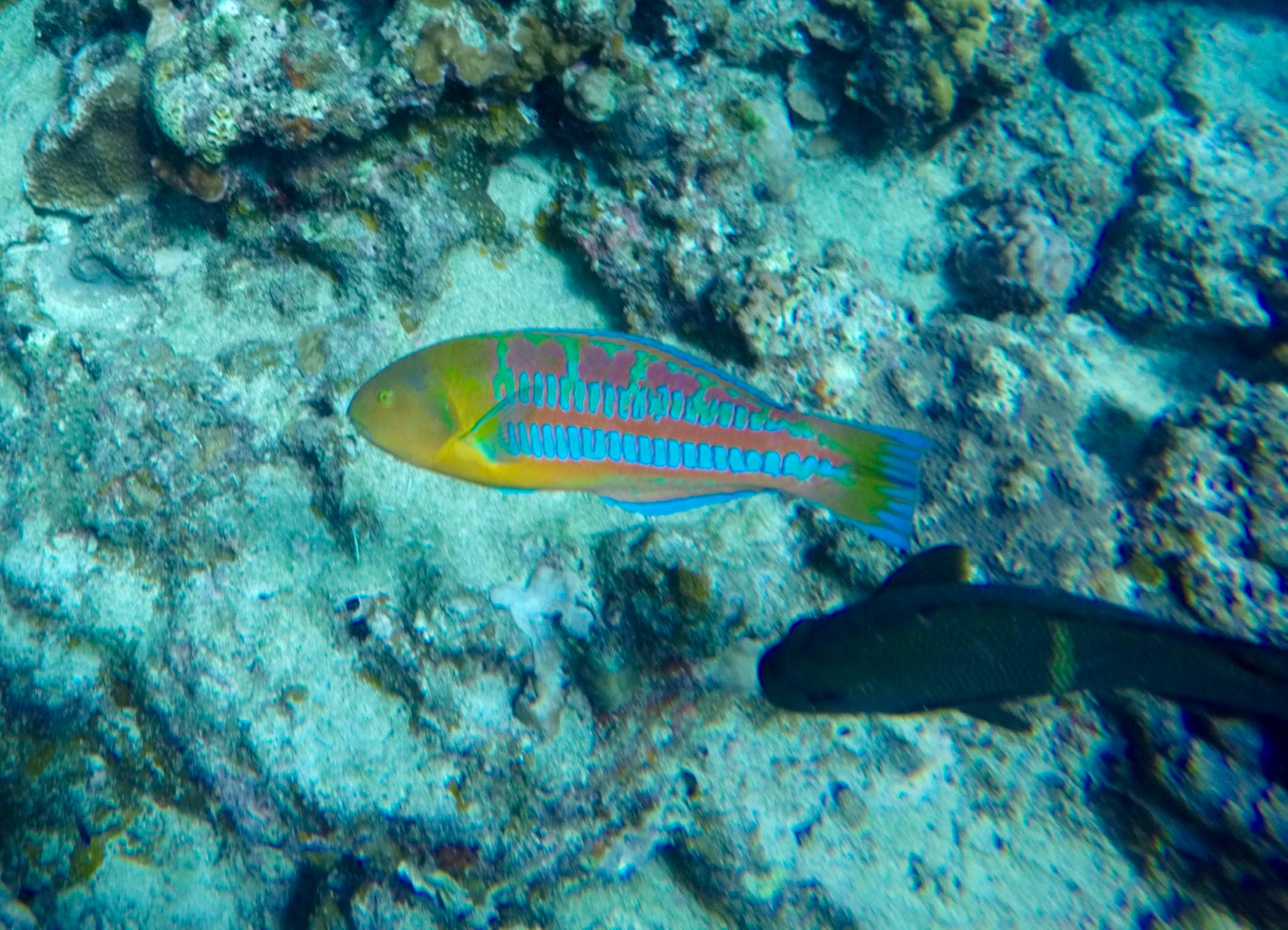 Camper-submitted photo at Hanamaulu Beach Park near Kapa‘a, HI