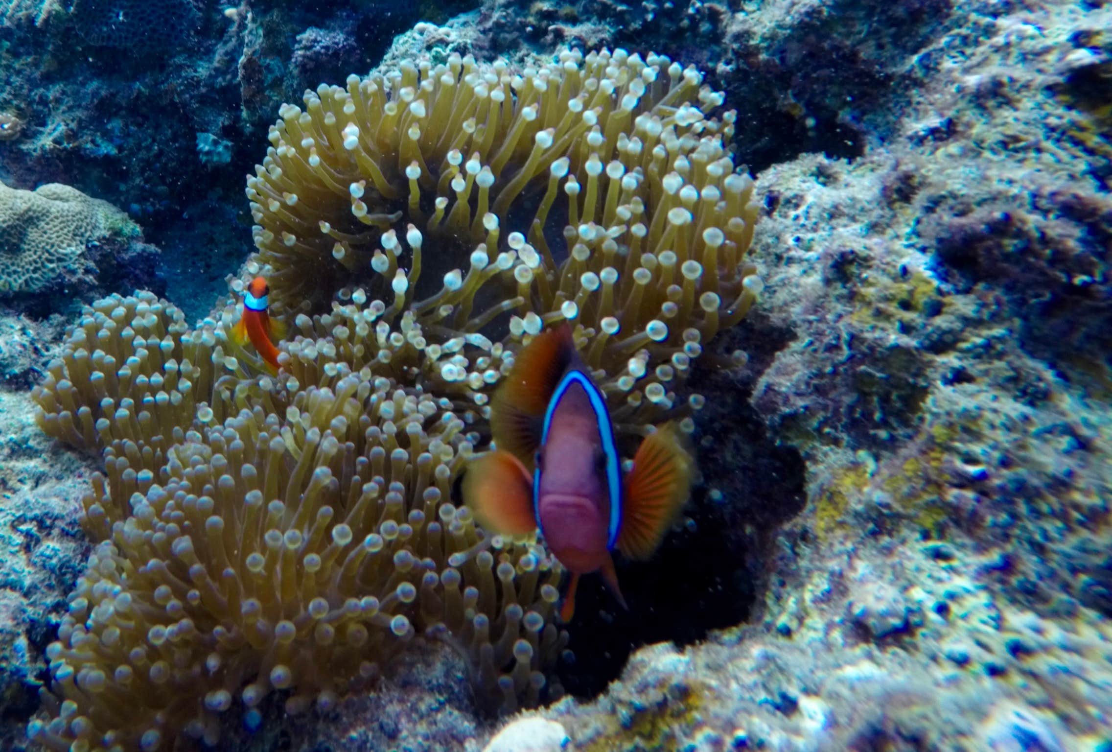 Camping near Lydgate State Park Campground: Hanamaulu Beach Park, Kapa‘a, Hawaii