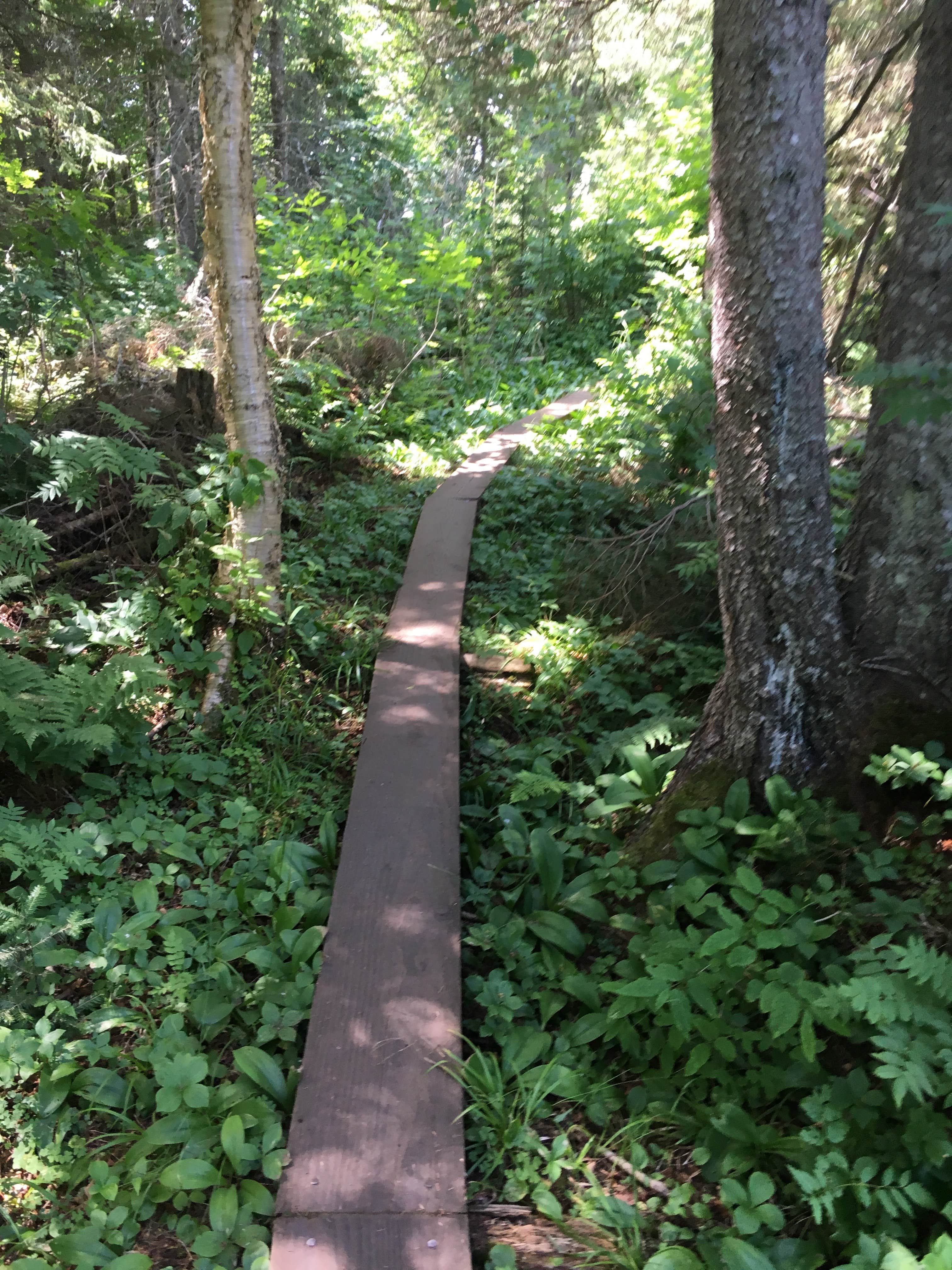 Camper submitted image from Washington Creek Campground — Isle Royale National Park - 4