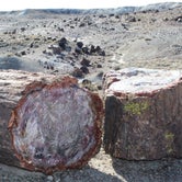 Review photo of Holbrook/Petrified Forest KOA by Daniel L., August 31, 2018