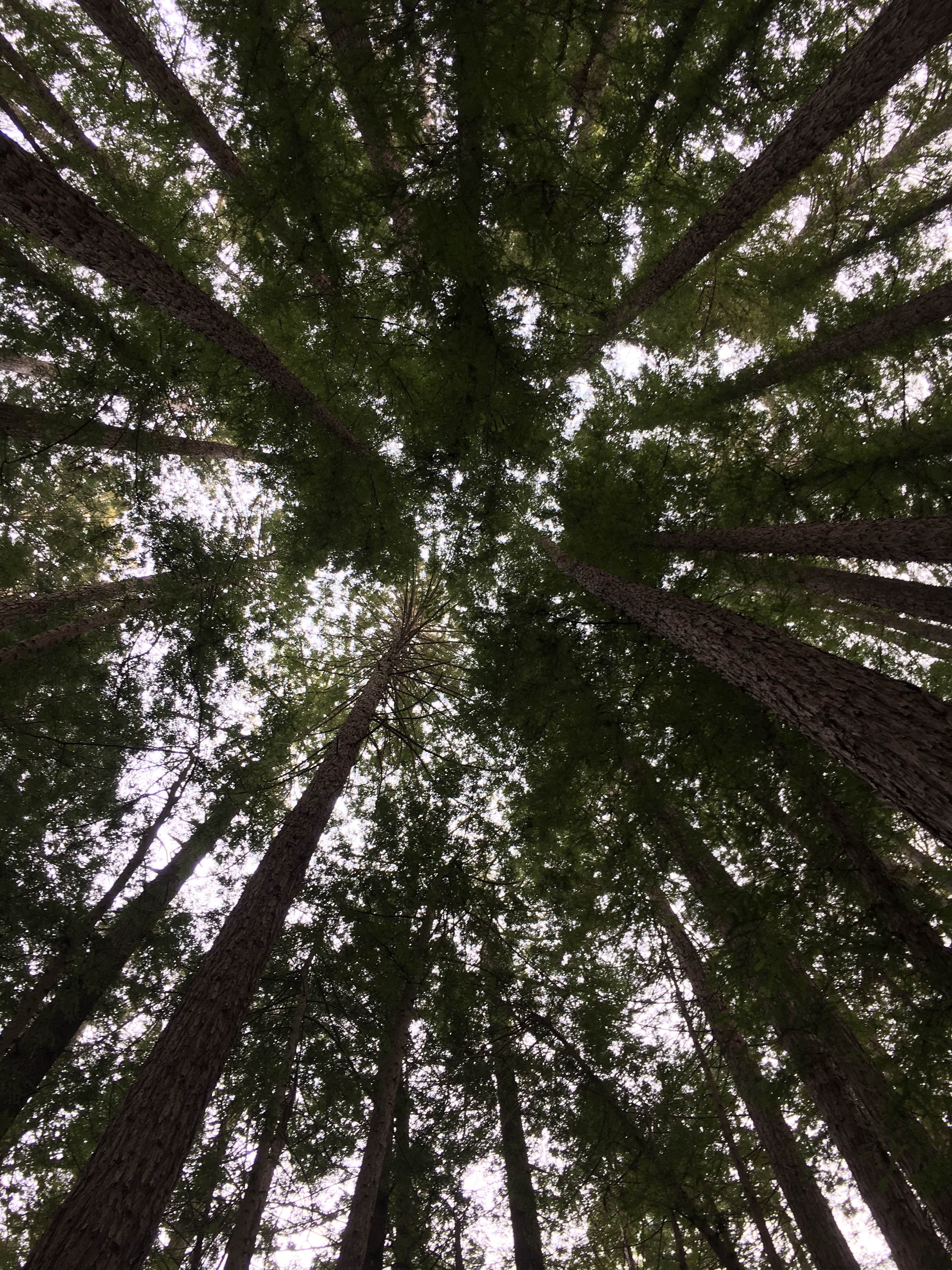 Camper-submitted photo at Pantoll Campground — Mount Tamalpais State Park near Larkspur, CA