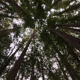 Review photo of Pantoll Campground — Mount Tamalpais State Park by Jill F., August 31, 2018