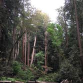 Review photo of Pantoll Campground — Mount Tamalpais State Park by Jill F., August 31, 2018